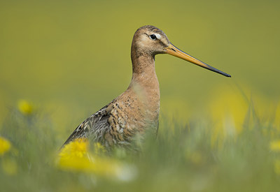 BUITEN BEELD Foto: 288228