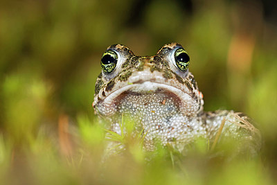 BUITEN BEELD Foto: 288235