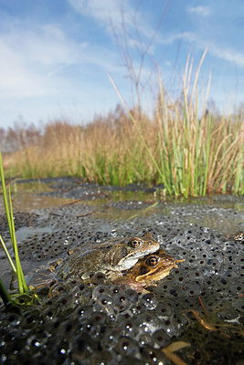 BUITEN BEELD Foto: 288291