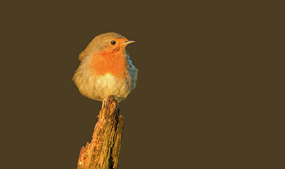 BUITEN BEELD Foto: 288304