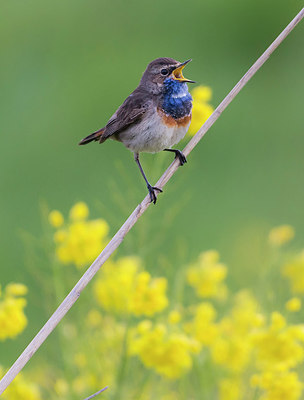 BUITEN BEELD Foto: 288315