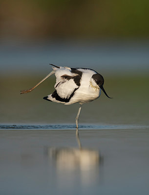 BUITEN BEELD Foto: 288317