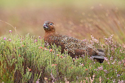 BUITEN BEELD Foto: 288337