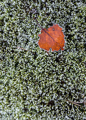 BUITEN BEELD Foto: 288381