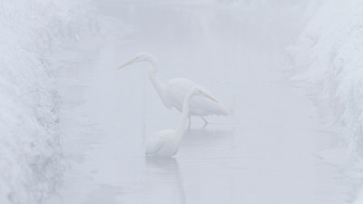 BUITEN BEELD Foto: 288425