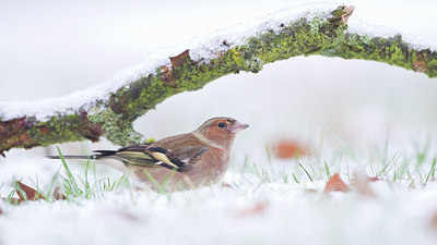 BUITEN BEELD Foto: 288427