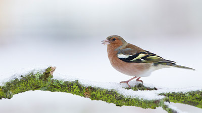 BUITEN BEELD Foto: 288428