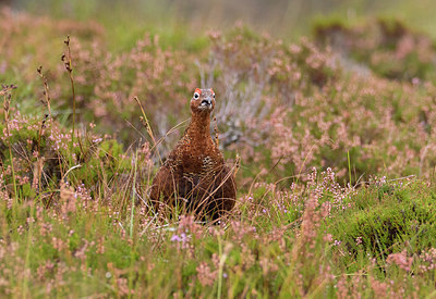 BUITEN BEELD Foto: 288469