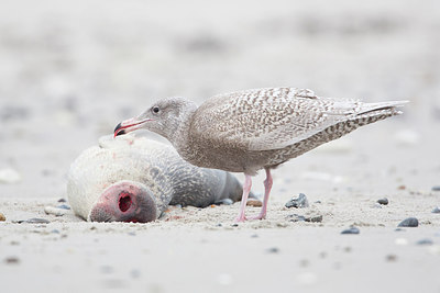 BUITEN BEELD Foto: 288477