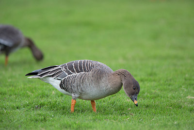 BUITEN BEELD Foto: 288481