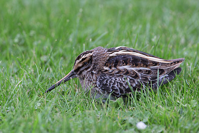 BUITEN BEELD Foto: 288515