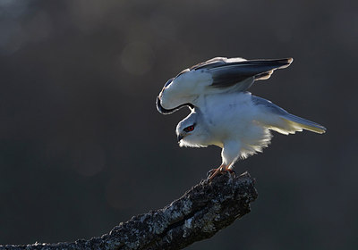 BUITEN BEELD Foto: 288522
