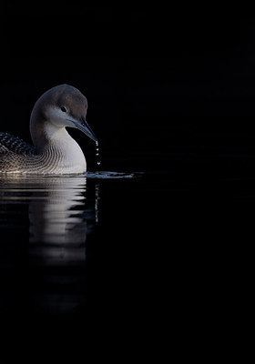 BUITEN BEELD Foto: 288523