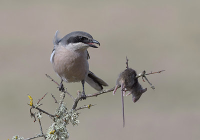 BUITEN BEELD Foto: 288525