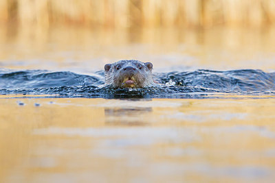 BUITEN BEELD Foto: 288562