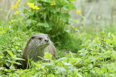 BUITEN BEELD Foto: 288565
