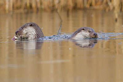 BUITEN BEELD Foto: 288569