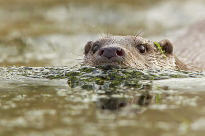 BUITEN BEELD Foto: 288572