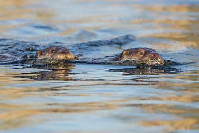 BUITEN BEELD Foto: 288577