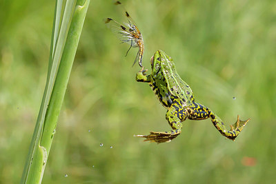 BUITEN BEELD Foto: 288578