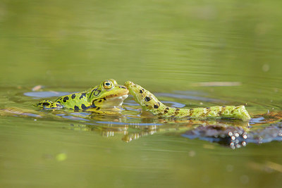 BUITEN BEELD Foto: 288579