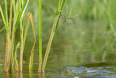 BUITEN BEELD Foto: 288580