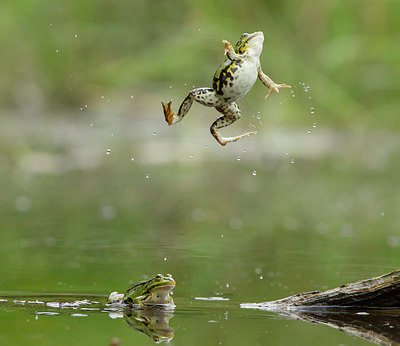 BUITEN BEELD Foto: 288582