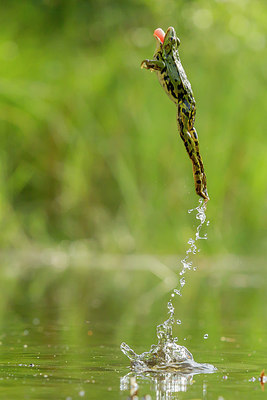 BUITEN BEELD Foto: 288584