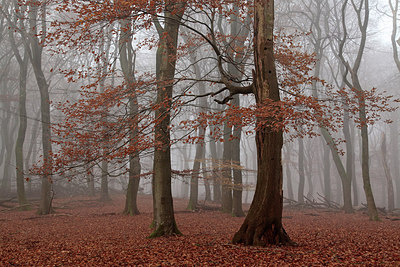BUITEN BEELD Foto: 288619