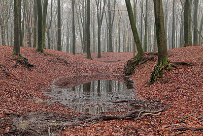 BUITEN BEELD Foto: 288624