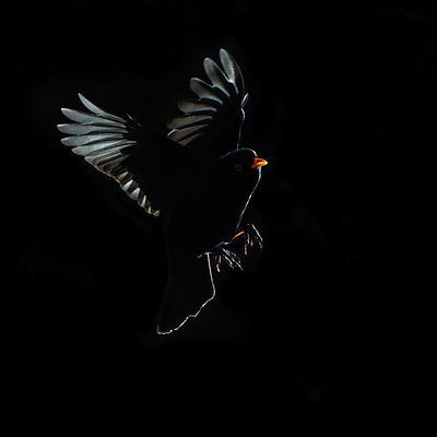 BUITEN BEELD Foto: 288645