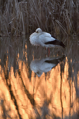 BUITEN BEELD Foto: 288647
