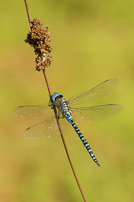 BUITEN BEELD Foto: 288670