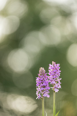 BUITEN BEELD Foto: 288675