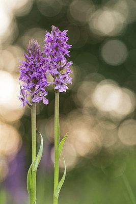 BUITEN BEELD Foto: 288678