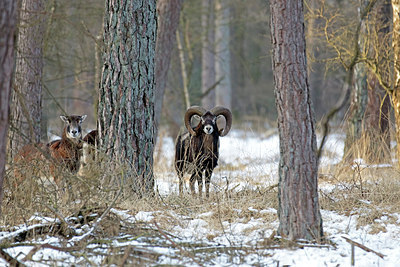 BUITEN BEELD Foto: 288683