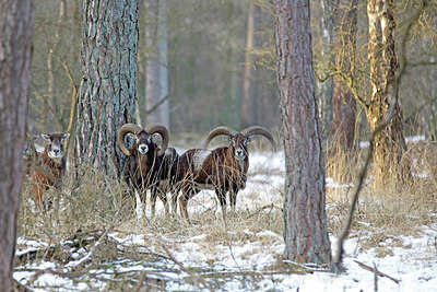 BUITEN BEELD Foto: 288684