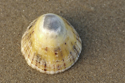 BUITEN BEELD Foto: 288697