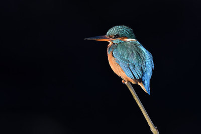 BUITEN BEELD Foto: 288708