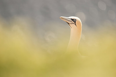 BUITEN BEELD Foto: 288752