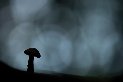 BUITEN BEELD Foto: 288758