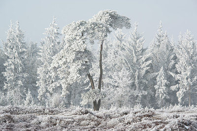 BUITEN BEELD Foto: 288771