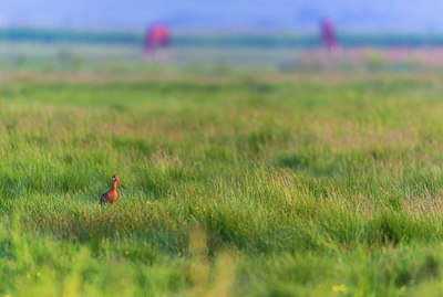 BUITEN BEELD Foto: 288780