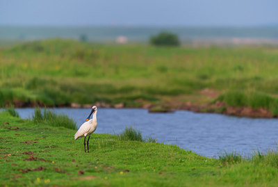 BUITEN BEELD Foto: 288784