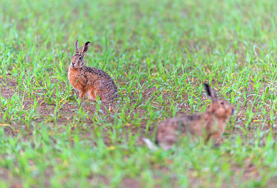 BUITEN BEELD Foto: 288790