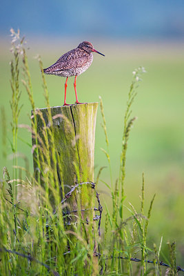 BUITEN BEELD Foto: 288793