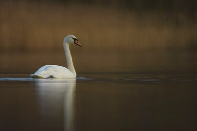 BUITEN BEELD Foto: 288794