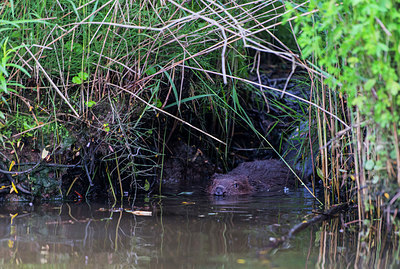 BUITEN BEELD Foto: 288795