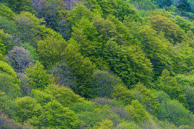 BUITEN BEELD Foto: 288799