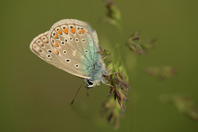 BUITEN BEELD Foto: 288800